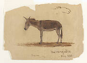 A Donkey, Baranquilla, Columbia