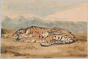 Royal Tiger