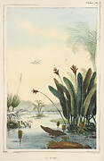 Heliconia
