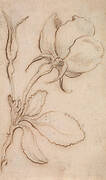 A Study in Pinks and Roses