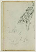 Four lion studies