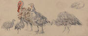 Study of Turkeys