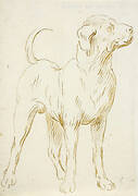 A dog standing