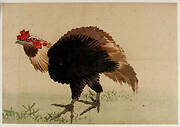 Rooster