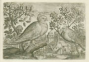 Columbus plumpipes vittatus (Duif waarvan de poten bedekt zijn met veren) & Picus cibereus (specht)