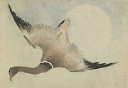 Goose flying in front of the moon