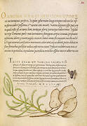 House Fly, Lavender Cotton, and Money Plant