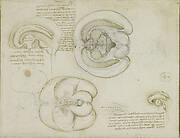 The brain