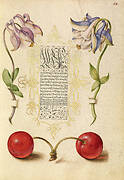 European Columbines and Sweet Cherry