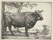 Stier