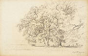 Oak